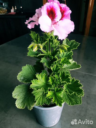 Королевская пеларгония