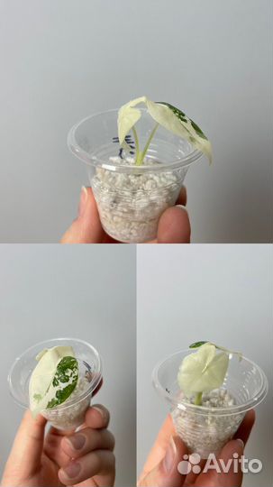 Алоказия фрайдек вариегатная