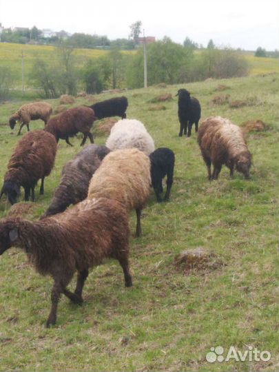 Овцы бараны