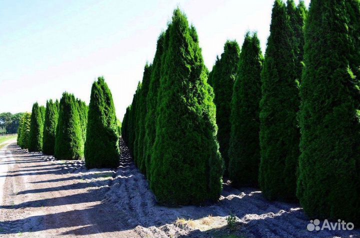 Туи брабант