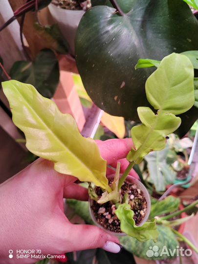 Филодендрон золотой крокодил