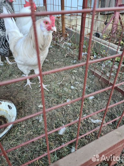 Молодые петухи