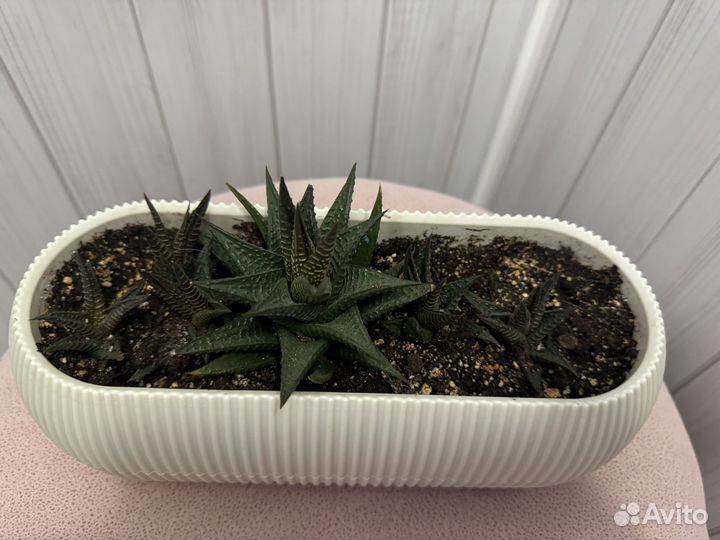 Садик из суккулентов