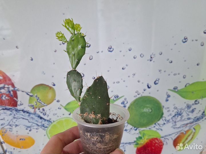 Опунция кактус