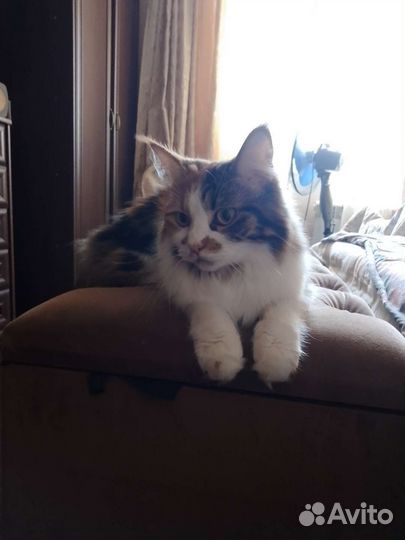 Отдам мейн-кун