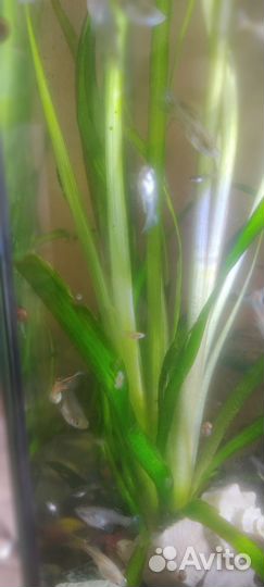 Аквариумные рыбки гуппи