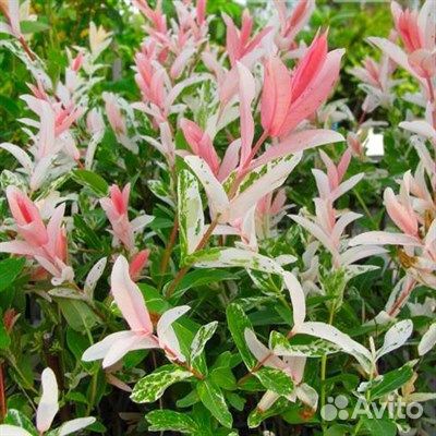 Ива Хаккуро- Нишики штамб