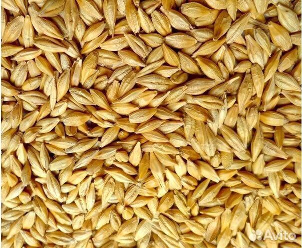 Продам ячмень