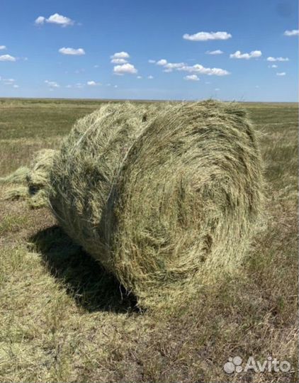 Продаю сено