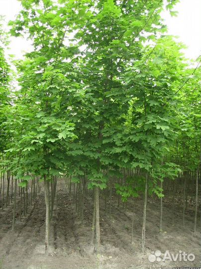 Саженцы Клен остролистный из питомника