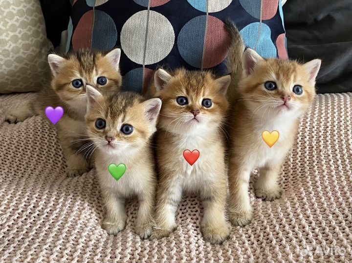 Британские котята золотая шиншилла, д.р.10.07