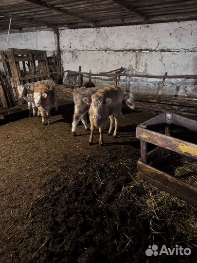 Телята телки