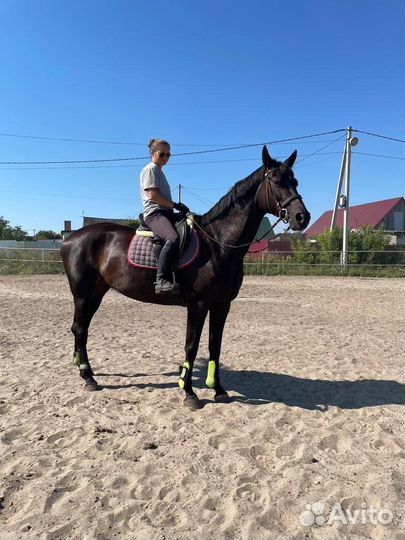 Тракенеская кобыла 2009гр 170 см