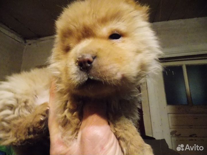 Продажа собак щенков