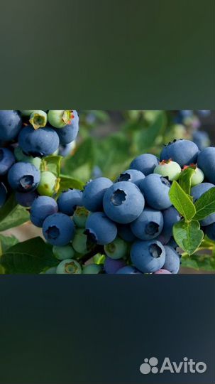 Голубика разных сортов и в большом количестве