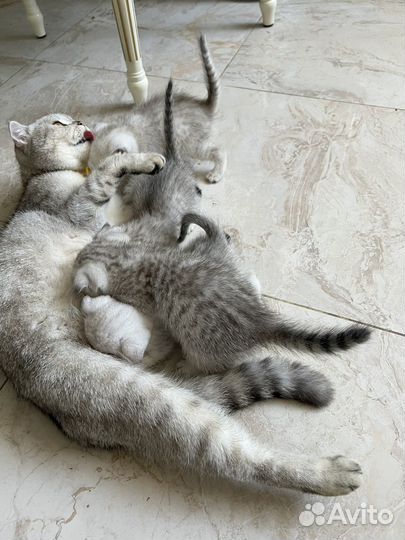 Шотландские вислоухие котята