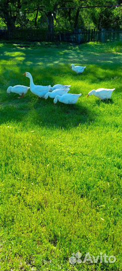 Гусиное яйцо