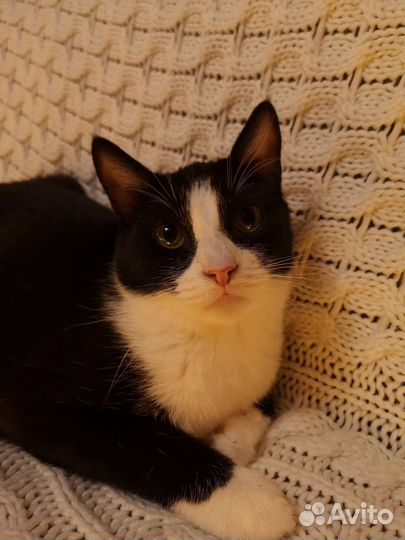 Нежный добрый котик Котя ждёт вас