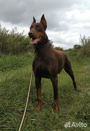 Щенки добермана