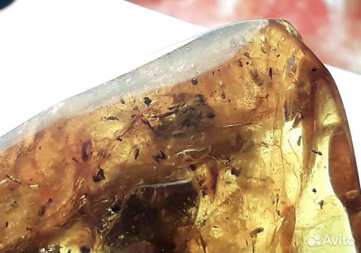 Янтарь с насекомыми