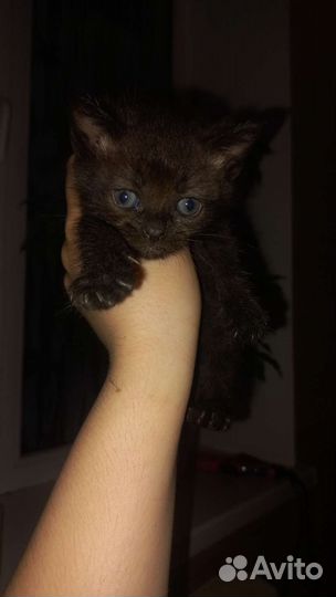 Кошечка вислоухая