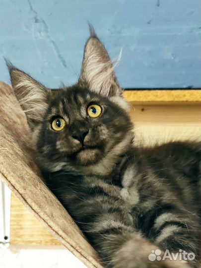 Мейн-кун девочки