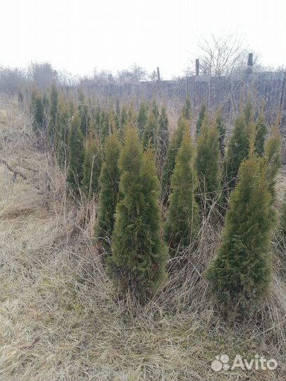 Туя смарагд