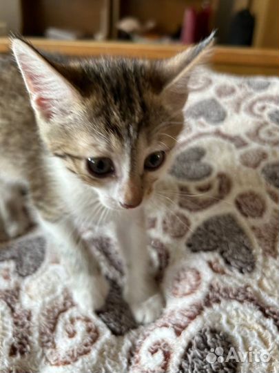Котенок (девочка) 1,5 месяца в добрые руки