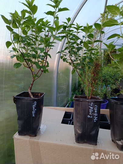 Гортензия метельчатая