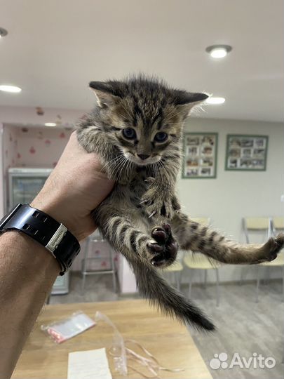 Котята в добрые руки даром