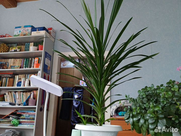 Пальма драцена