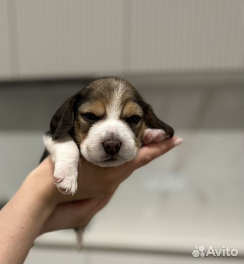 Щенок бигль