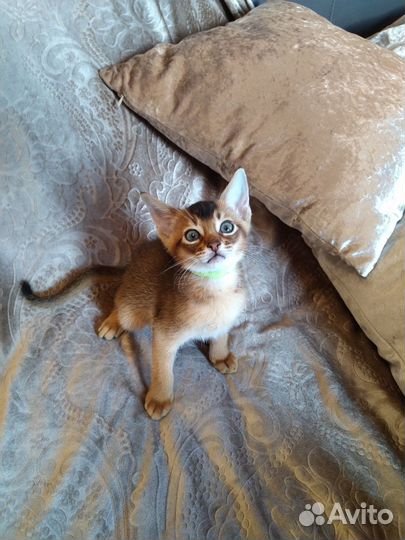 Абиссинская