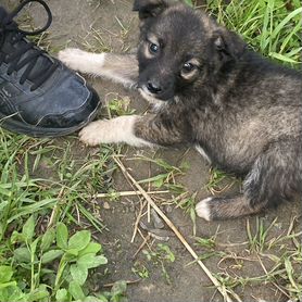 Щенок в добрые руки бесплатно