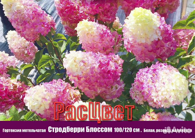 Гортензия метельчатая купить в Иркутске | Товары для дома и дачи | Авито