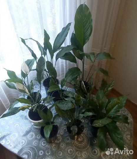 Спатифиллум