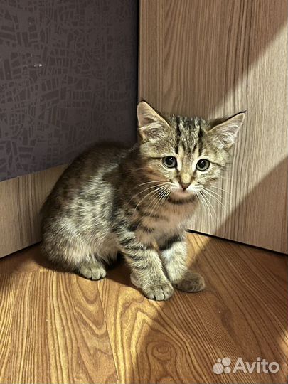 Котенок мальчик в добрые руки