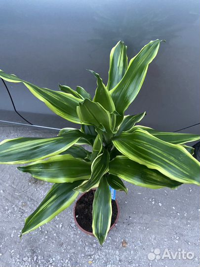 Пальма драцена