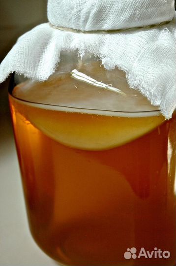 Чайный гриб