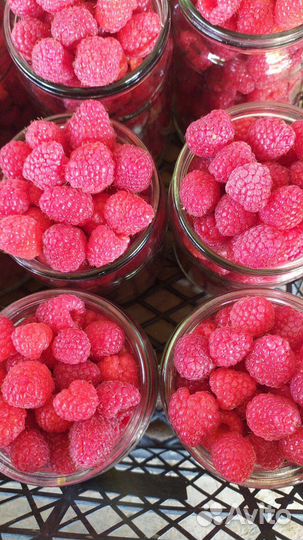 Саженцы малины полька