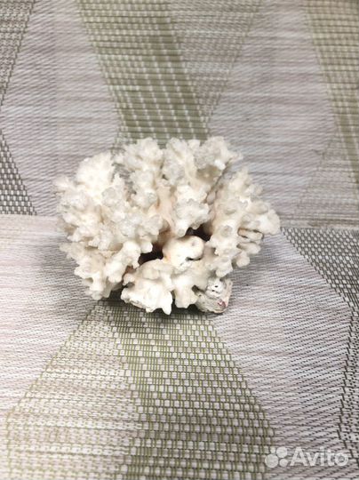 Морской коралл