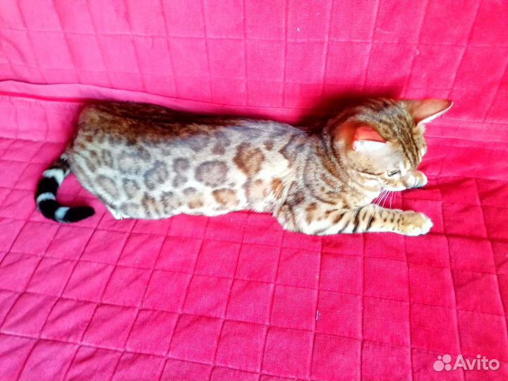 Бенгальская кошечка для разведения