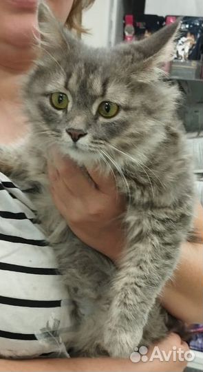 Кошечка в добрые руки