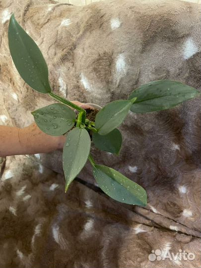 Филодедроны