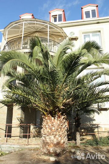 Большой выбор растений для дома и сада