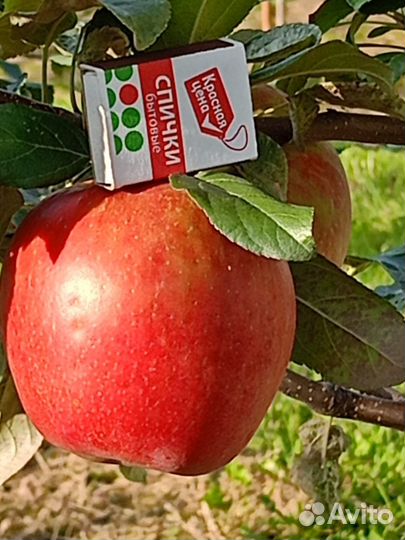 Продажа яблок