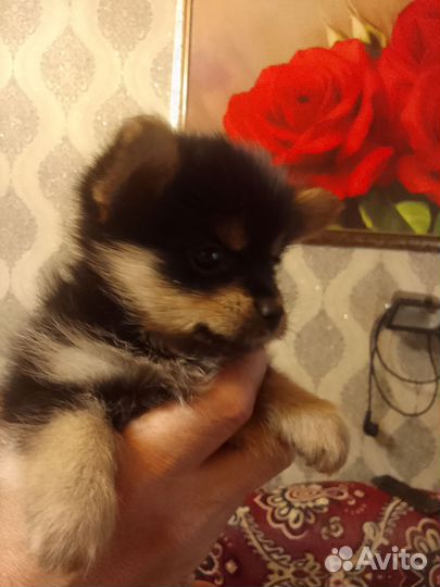 Щенки шпица