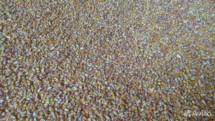 Зерносмесь для кур