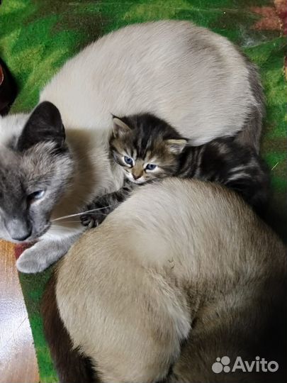 Котята