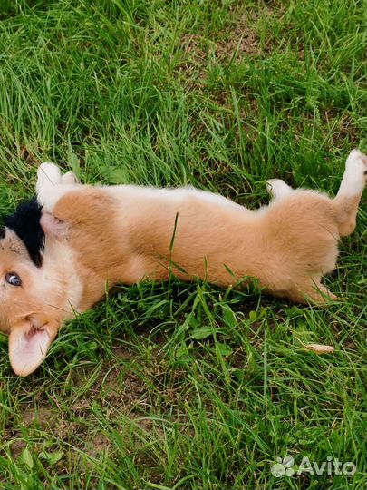 Щенки Корги Пемброк Девочка